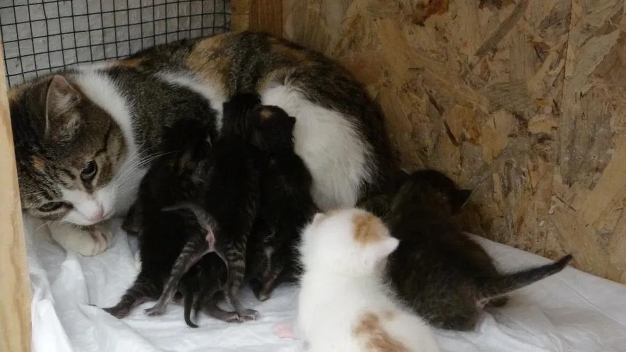 Vicdansızlığın böylesi! Yavru kedileri poşete koyup çöpe atmışlar: Görevliler son anda fark etti