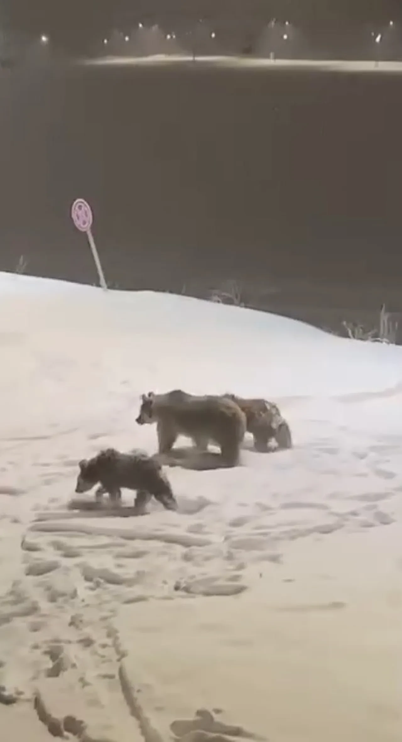 Ayılar kış uykusundan uyandı! Sarıkamış'ta anne ve yavrusu görüntülendi