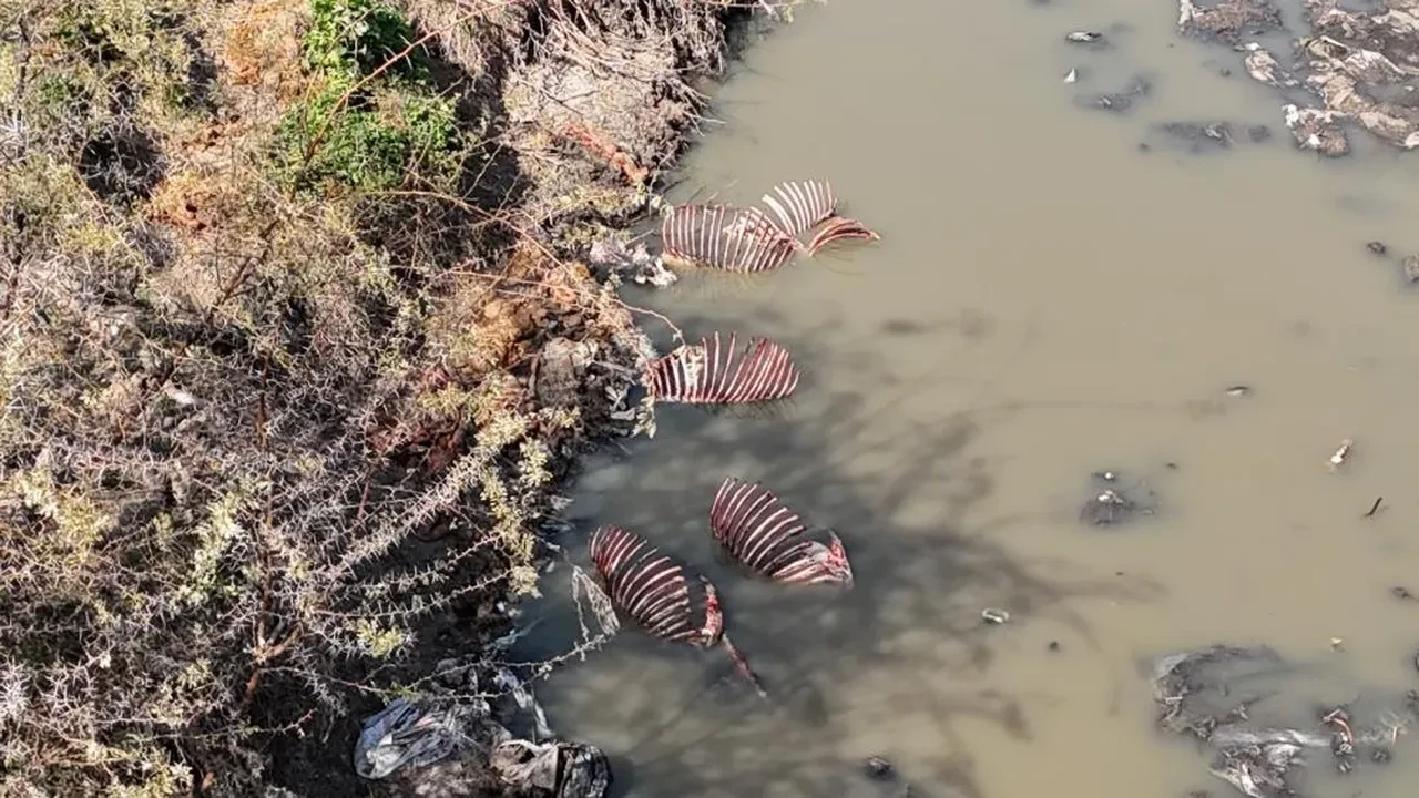 Adana'da iğrenç görüntüler! Dere yatağı at ve eşek atıklarıyla dolu