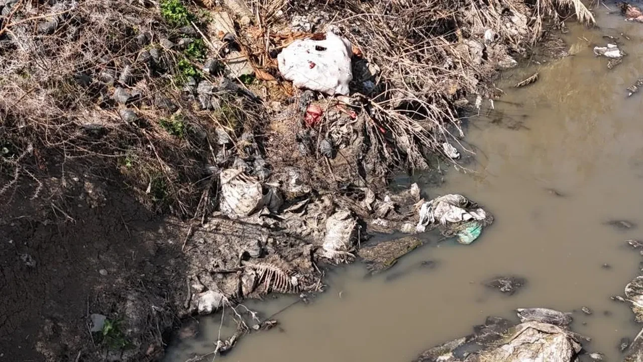 Adana'da iğrenç görüntüler! Dere yatağı at ve eşek atıklarıyla dolu