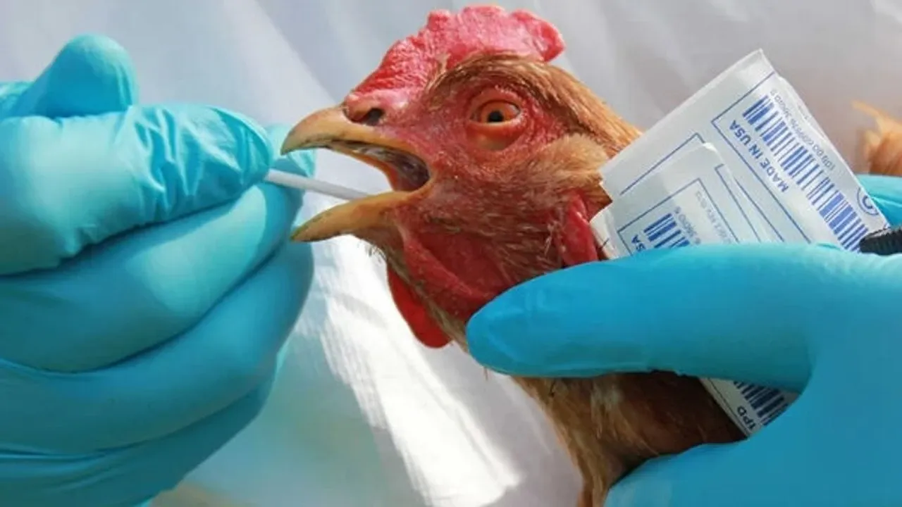 Ülkede bir ilk: Kuş gribi koyunda görüldü