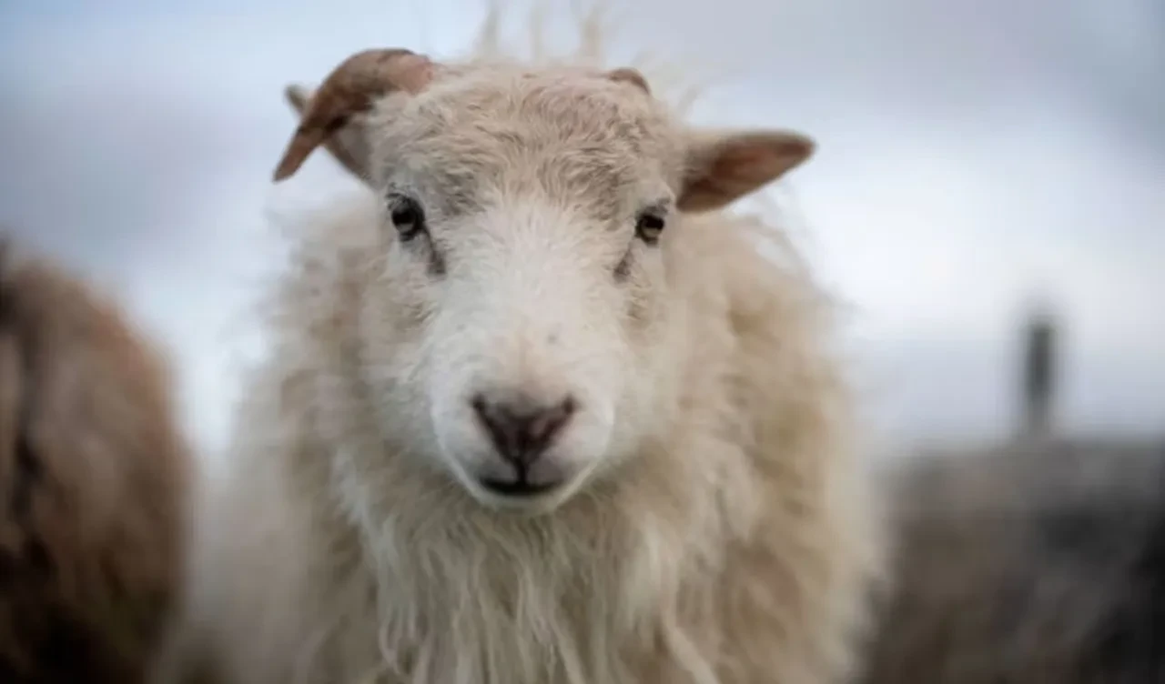 Ülkede bir ilk: Kuş gribi koyunda görüldü