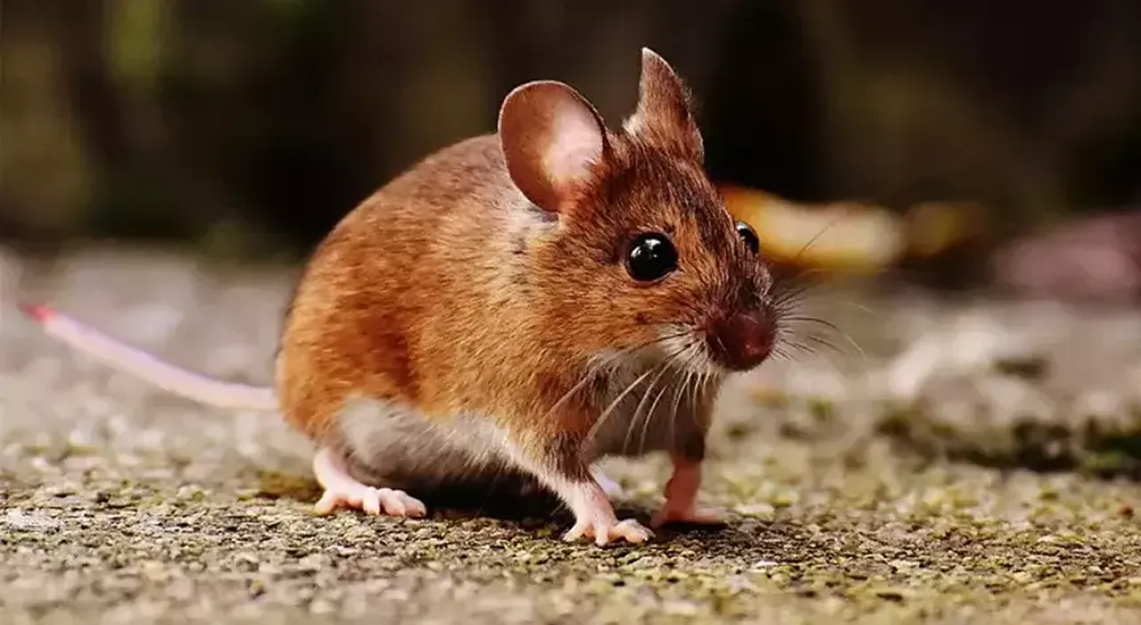 Kenti fareler bastı, ülkede kırmızı alarm verildi! Her köşeye tuzak kuruluyor