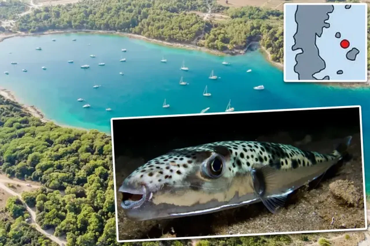 Popüler tatil bölgesine adeta saldırdılar! Bu balığı gördüğünüz yerde kaçın