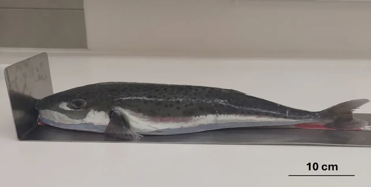 Popüler tatil bölgesine adeta saldırdılar! Bu balığı gördüğünüz yerde kaçın