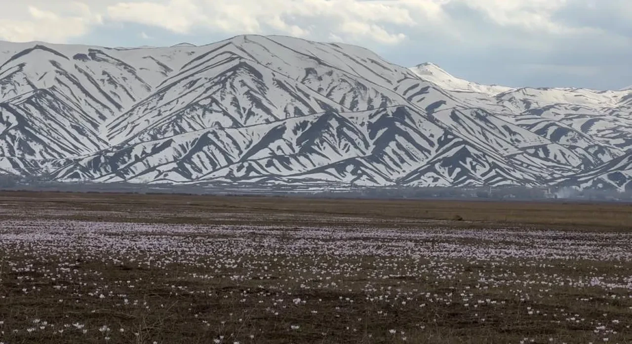 Baharın simgesi kardelenler müjdeyi verdi: Her yer rengarenk oldu!