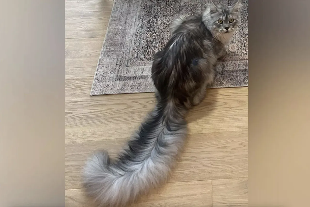 Böyle kuyruk görülmedi! Sevimli kedi Guinness Rekorlar Kitabı'na girdi