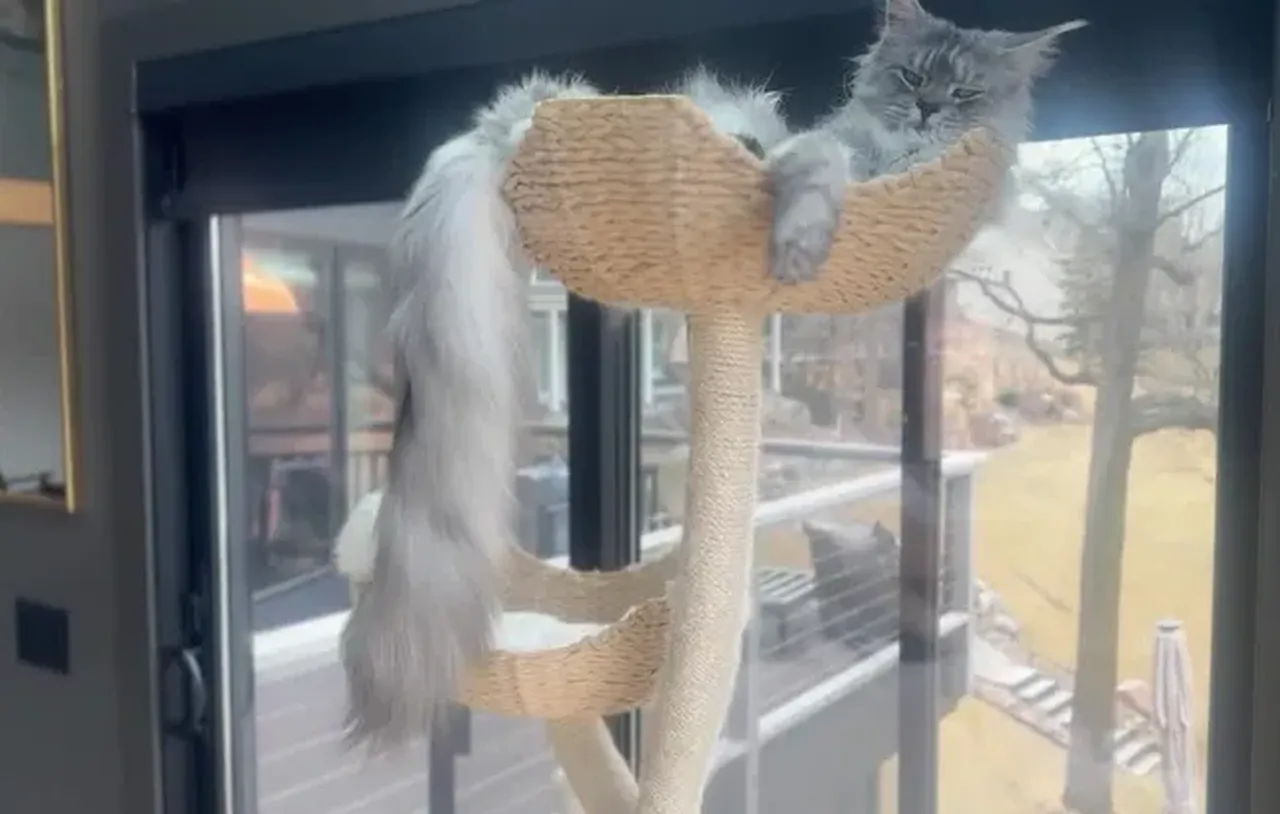 Böyle kuyruk görülmedi! Sevimli kedi Guinness Rekorlar Kitabı'na girdi