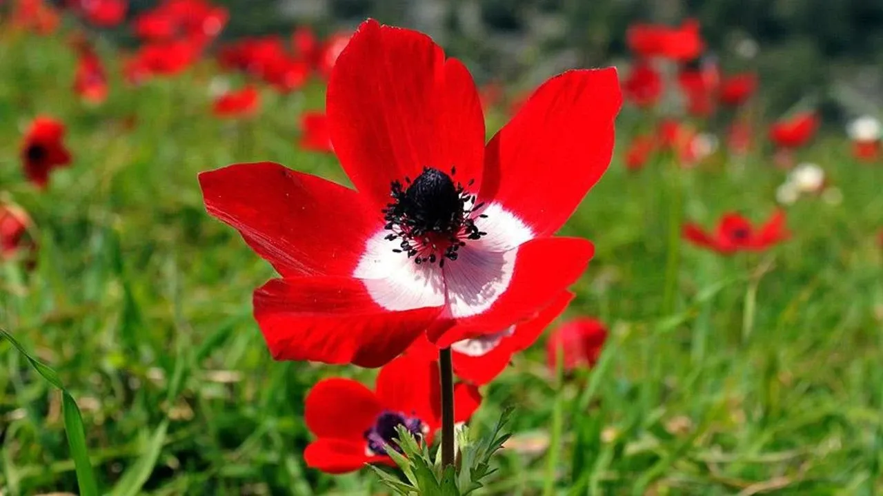 Cemre toprağa ne zaman düşer 2025? Son ve üçüncü cemrenin düşeceği tarih belli oldu