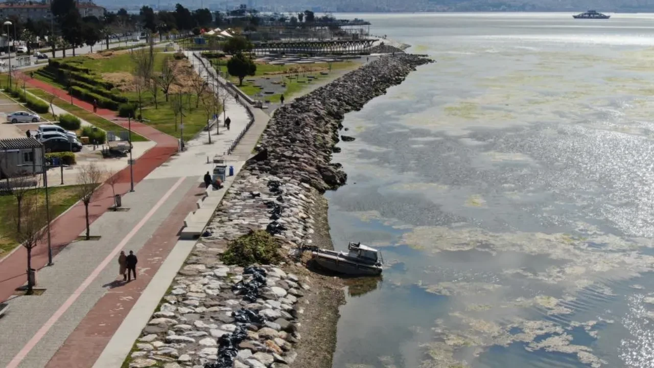 Deniz marulu İzmir'i sardı! İşte sebebi... 