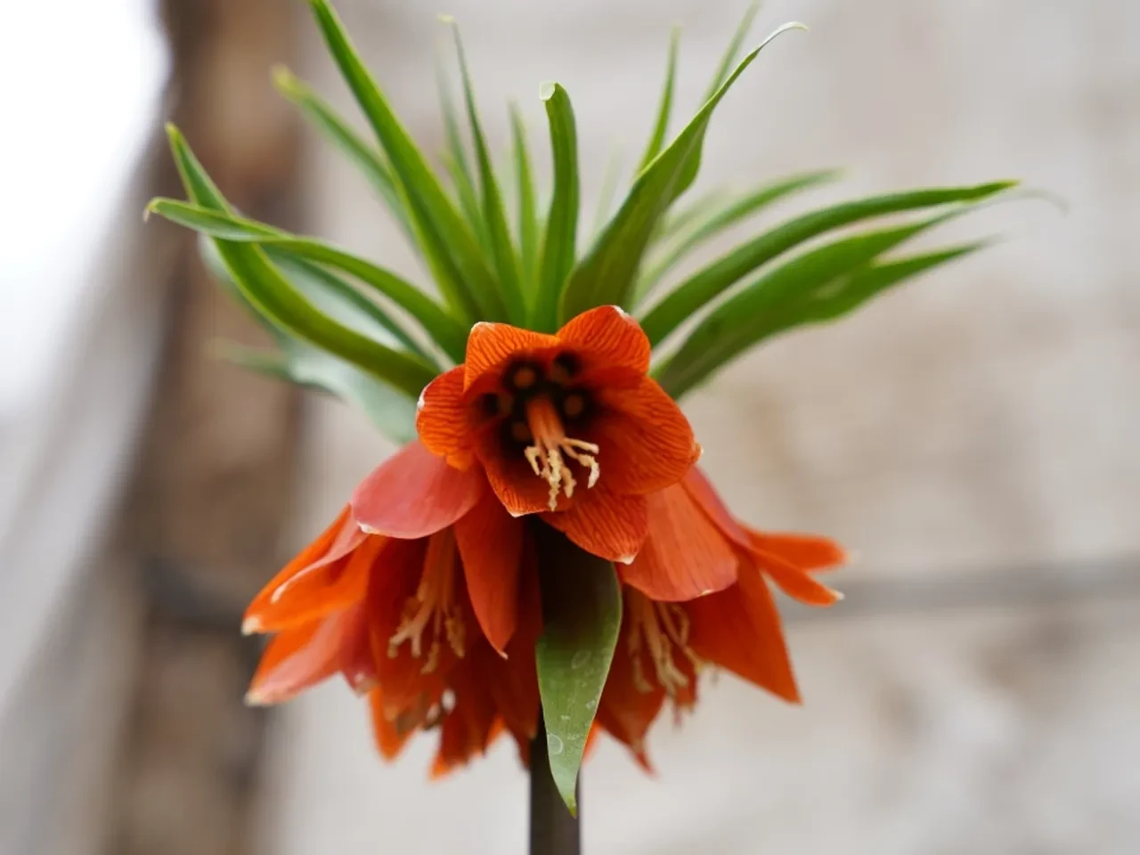 Bu çiçeği koparmanın cezası 244 bin lira! Yılda sadece 20 gün hayatta kalıyor