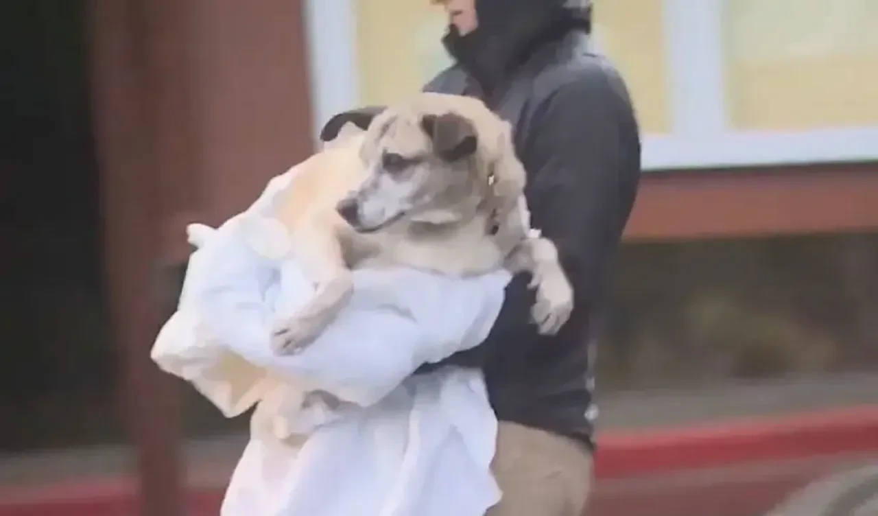 Köpeğini kurtarmak isterken ölüme gitti! Facebook'ta fark ettiği ipucu cesede götürdü!