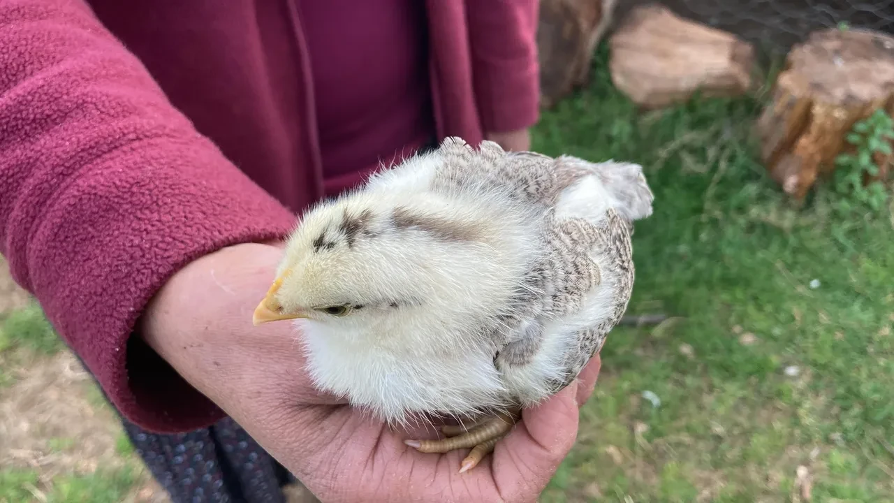 Kafasında ay yıldız figürüyle doğan civciv görenleri şaşırtıyor! 