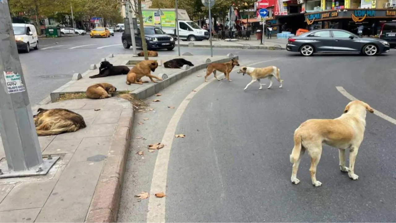 Osmaniye'de ekiplere başıboş köpek toplama teşviki! Maaşı dışında ödül parası