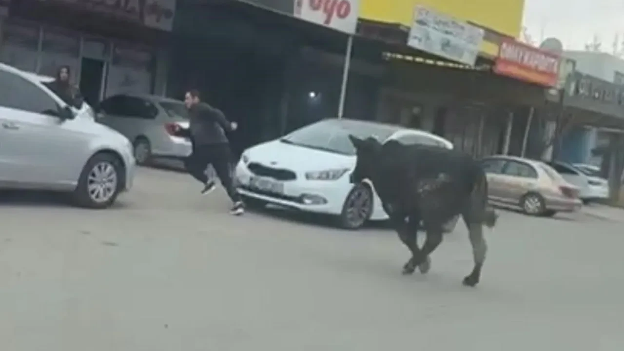 Sanayi sitesine giren inek ortalığı birbirine kattı