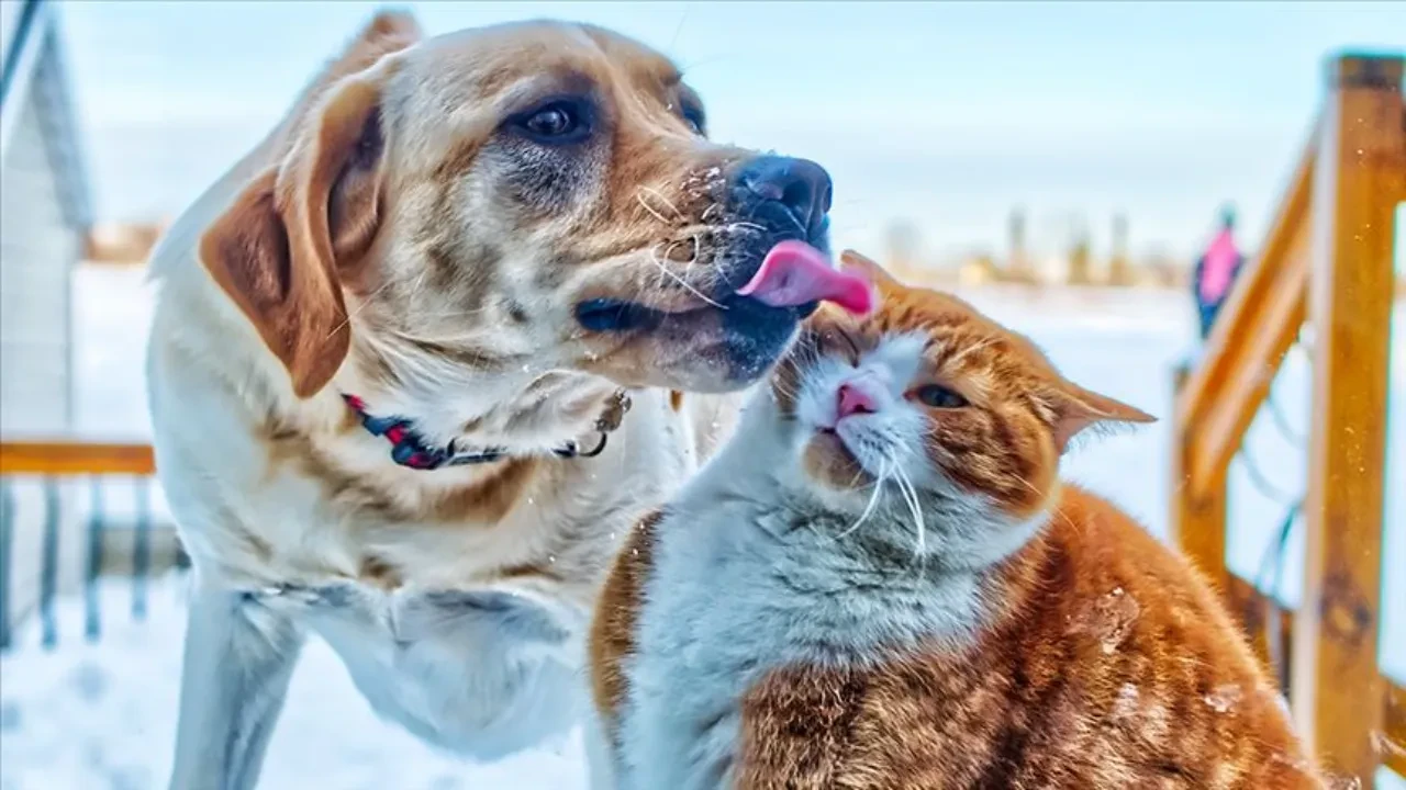 Kedi ve köpek sahipleri dikkat! Resmi Gazete