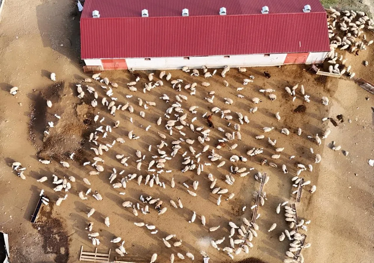 Kuzular annelerine böyle kavuştu! Kokularından buluyorlar