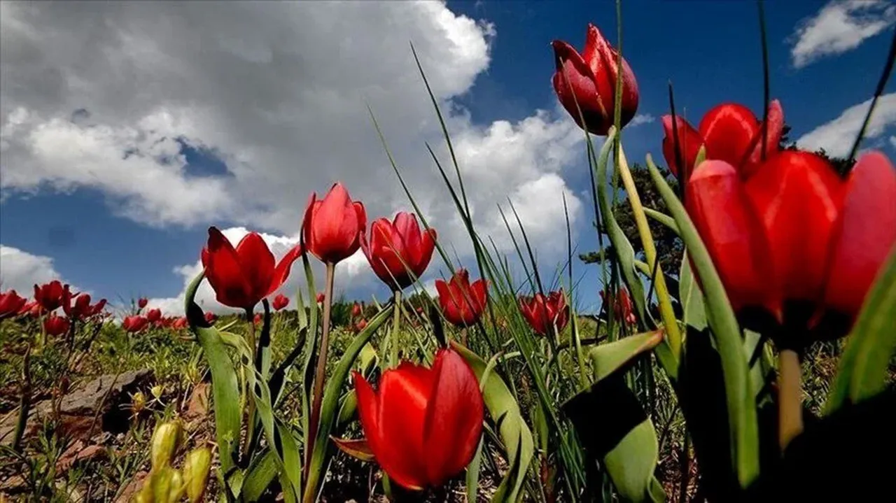 Mart ayının gelmesiyle birlikte üçüncü cemrenin ne zaman düşeceği araştırılıyor