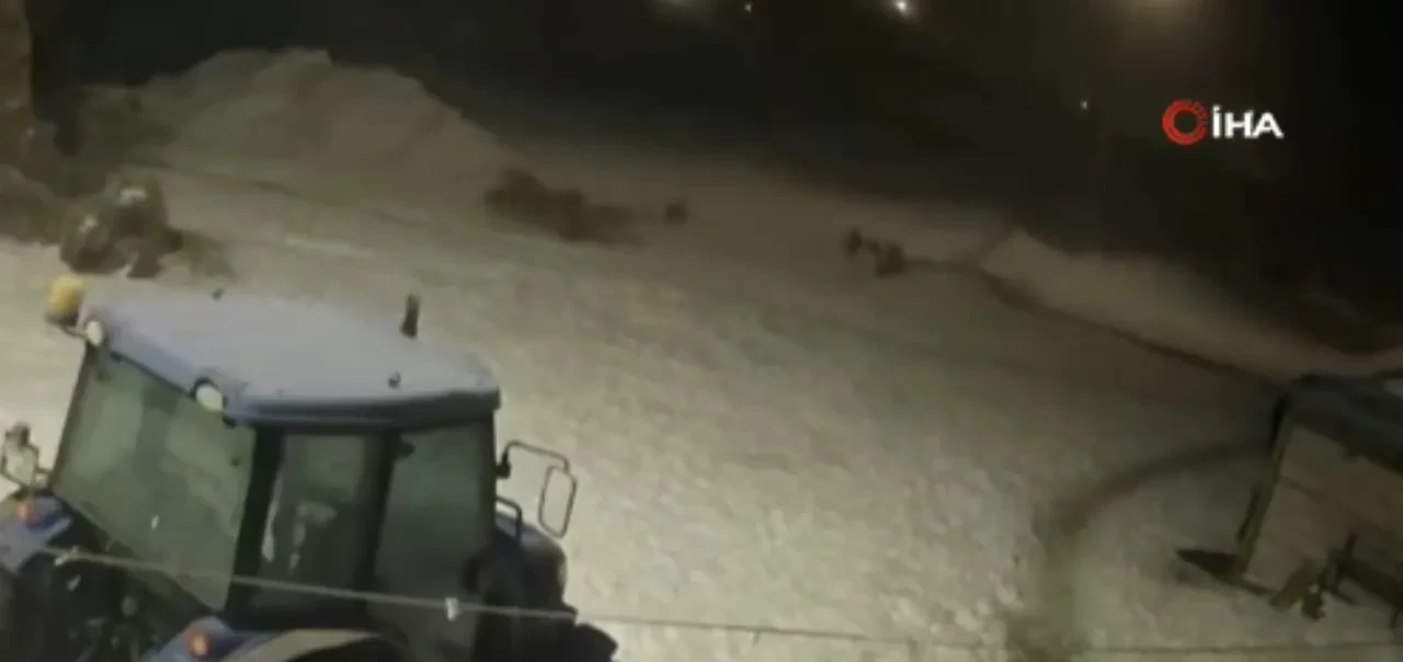 Aç kalan kurtlar köyü bastı! Pusu kurup saldırıya geçtiler