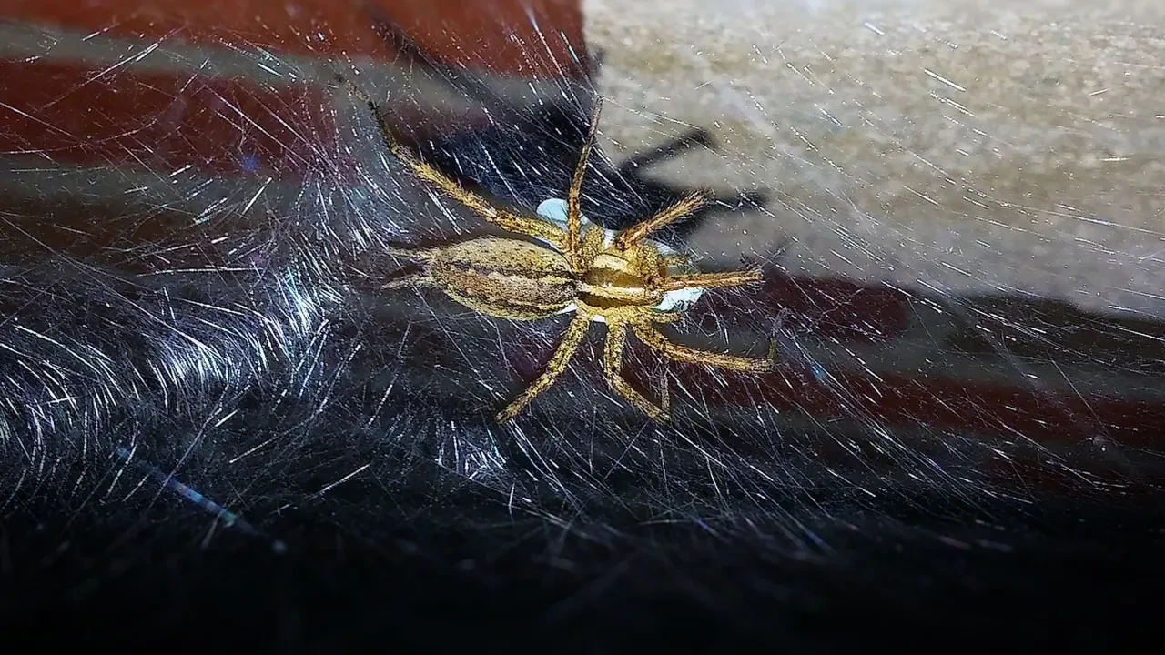 Zeytin sevkiyatıyla geleni görünce dondu kaldı! Avrupa'nın en büyük canavarı