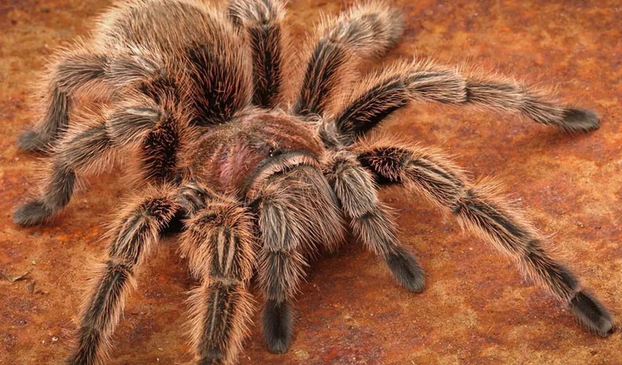 Zeytin sevkiyatıyla geleni görünce dondu kaldı! Avrupa'nın en büyük canavarı