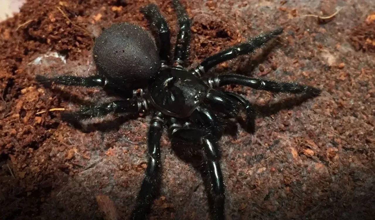 Zeytin sevkiyatıyla geleni görünce dondu kaldı! Avrupa'nın en büyük canavarı