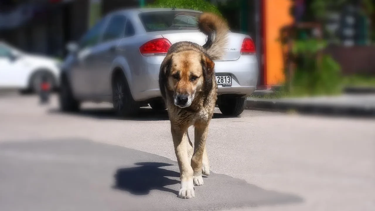Son dakika | Cumhurbaşkanı Erdoğan'dan başıboş köpek kurbanı olan  2 yaşındaki Rana ile ilgili net mesaj! 'İzahı olamaz'