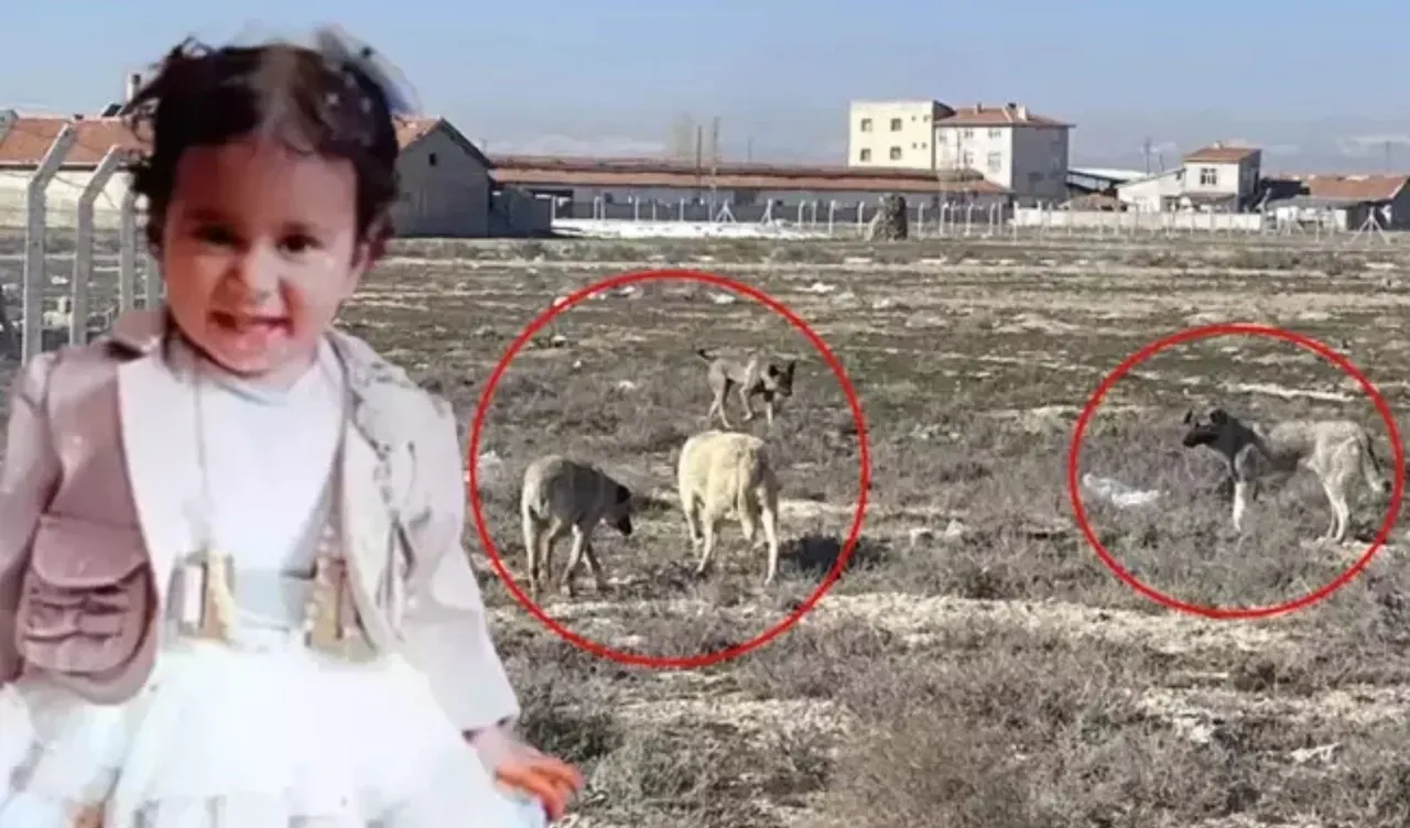 Son dakika | İçişleri Bakanı Yerlikaya duyurdu! 2 yaşındaki Rana'ya köpek saldırısıyla ilgili yeni gelişme: 'Müfettiş görevlendirildi' 