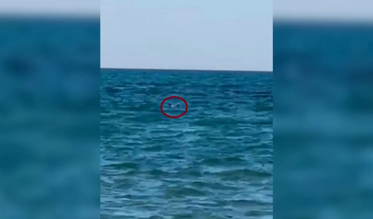 Zıpkınla balık avına çıktı, faciayla sonuçlandı