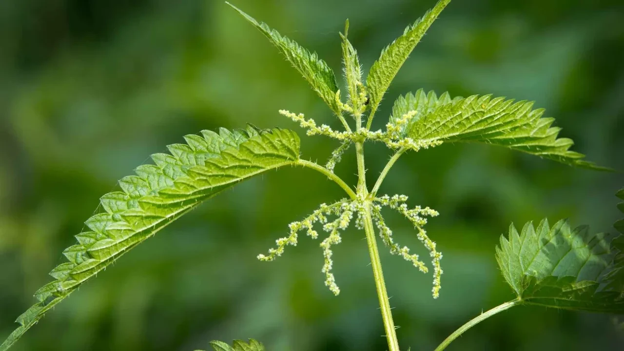 Bitkisi hastanelik ediyor! Çayı ciğerlerinizi tertemiz yapıyor