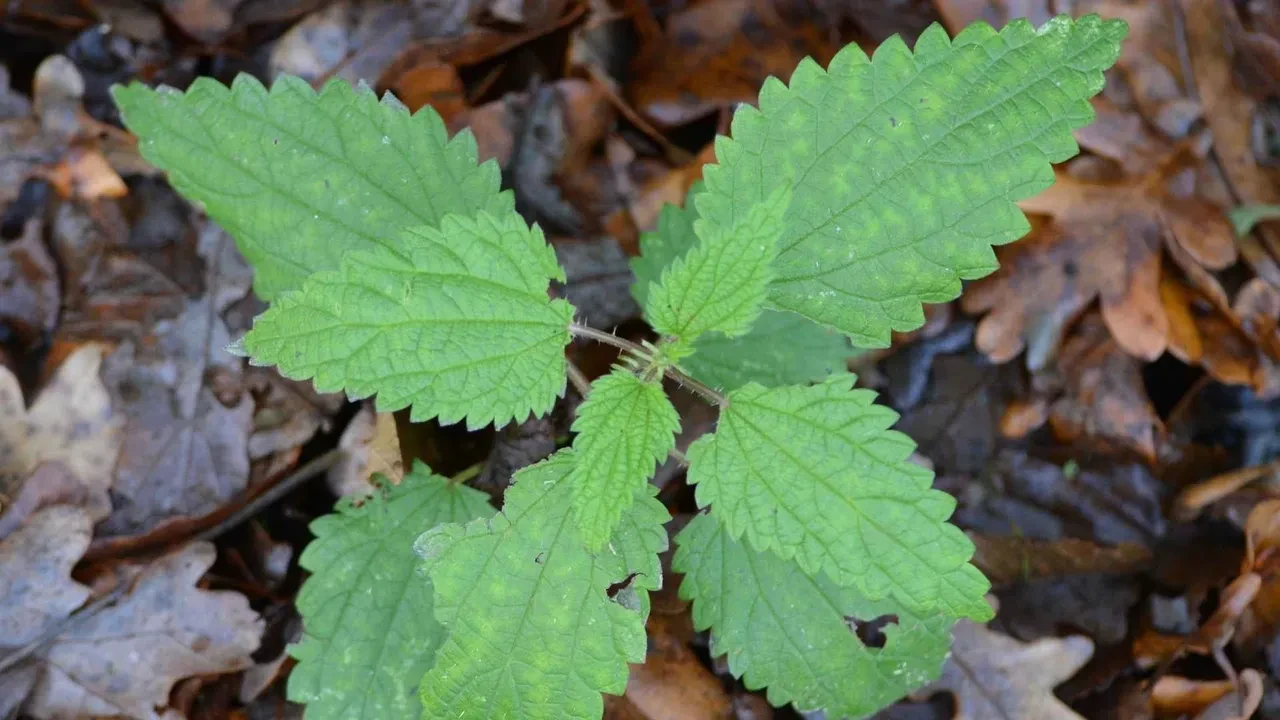 Bitkisi hastanelik ediyor! Çayı ciğerlerinizi tertemiz yapıyor