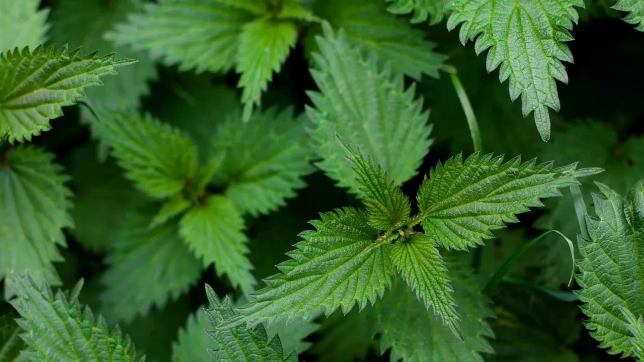 Bitkisi hastanelik ediyor! Çayı ciğerlerinizi tertemiz yapıyor
