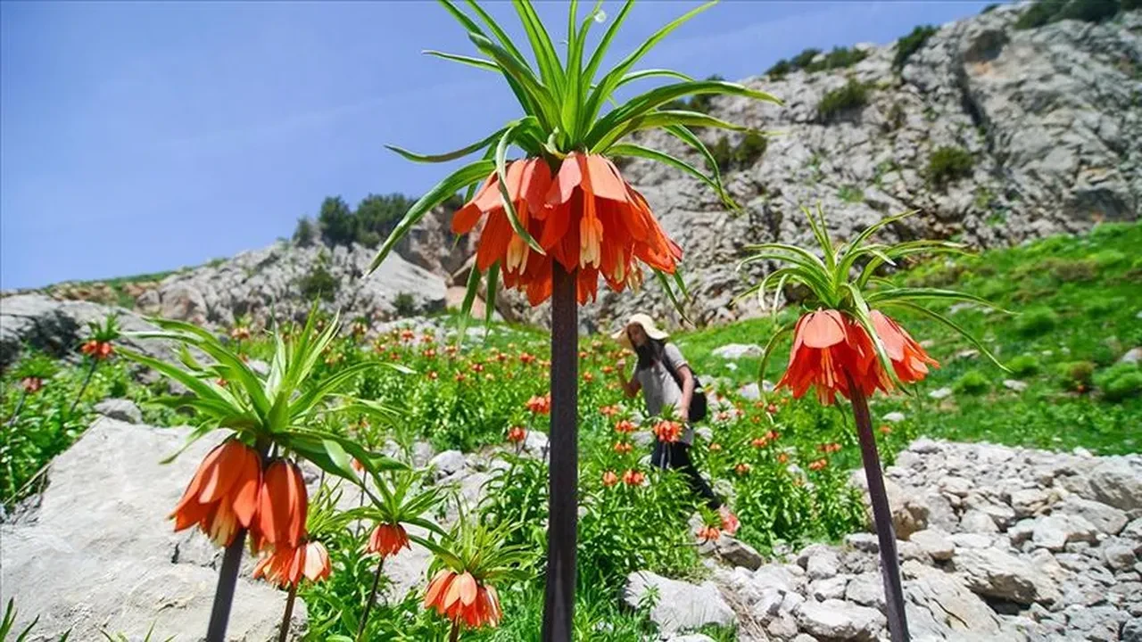 Dünya bu çiçeği koruyor! Dokunan yandı