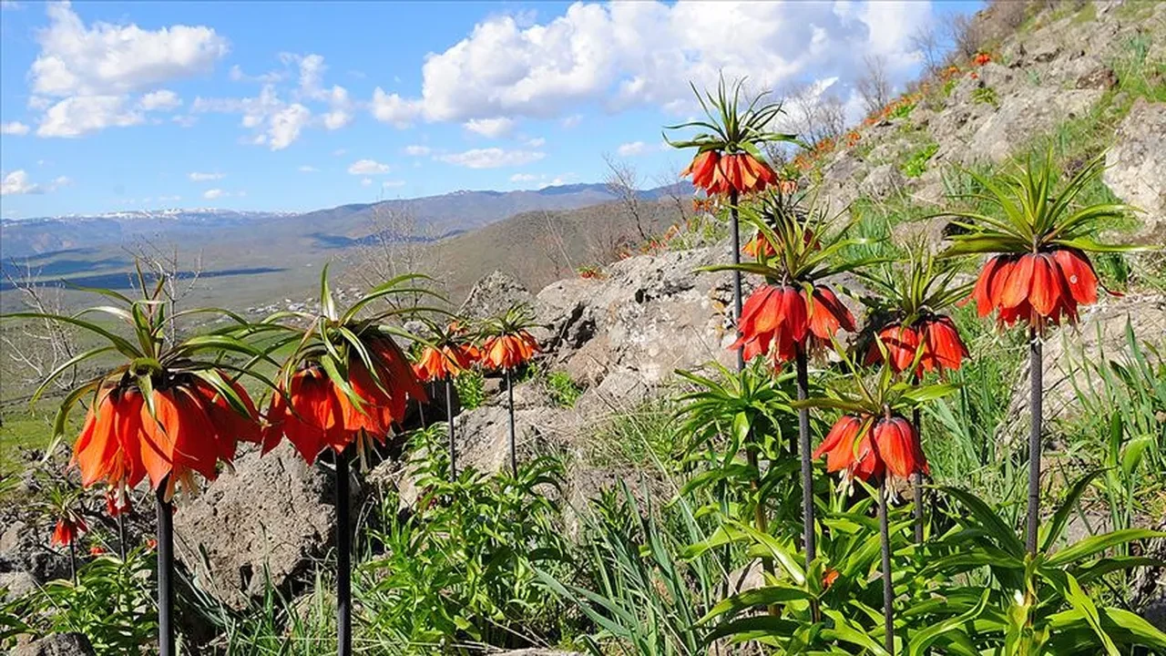 Dünya bu çiçeği koruyor! Dokunan yandı
