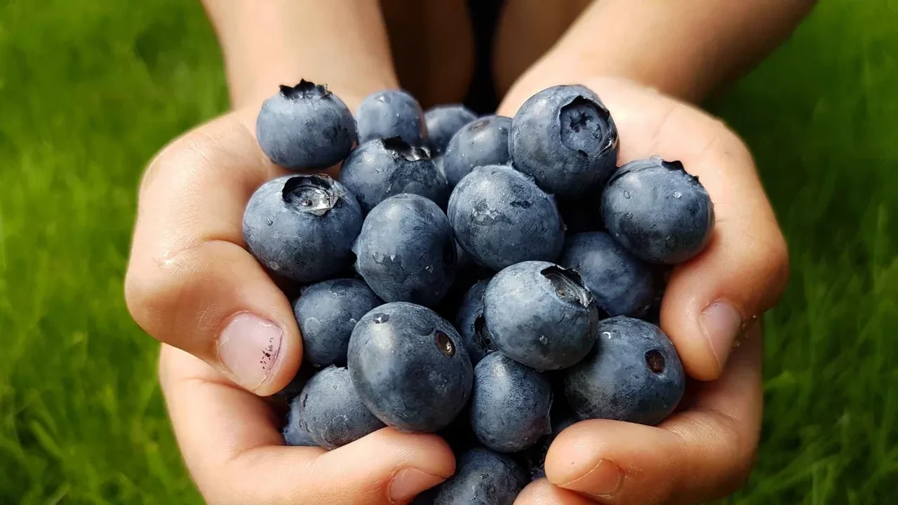 Zihin açıyor, hafızayı uçuruyor! Uzmanlar bu 3 besine "Zihin Dopingi" diyor