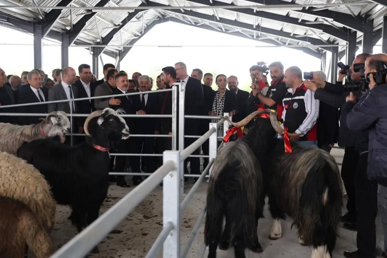 Adana'da kurban pazarı açıldı! Kıran kırana pazarlıkla ilk siftah yapıldı