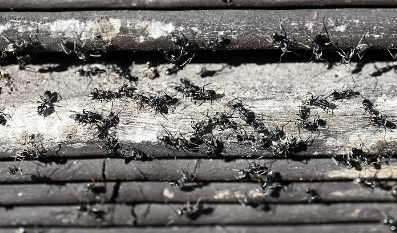 Almanya istila altında! Bu canavarlar ev bile yıkıyor