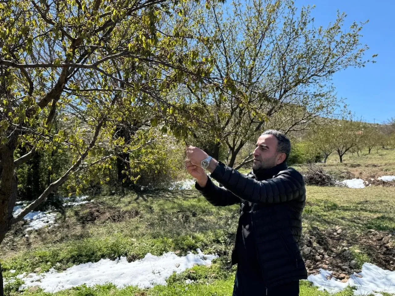 Türkiye'yi zirai don vurdu! Bakan Yumaklı "Tarihimizin en büyük olayı" diye açıkladı