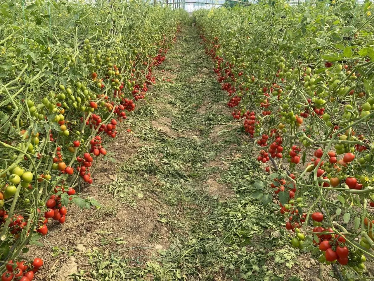 Tarlada 15 TL'ye sattığı ürün markette 70 TL! Çiftçi isyan etti: "Aradaki farkı kim yiyor?"