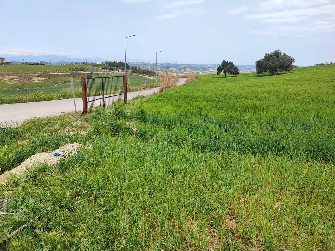 Adanalı çiftçi herkesi hayrete düşürdü! Yaptığıyla Nasrettin Hocayı aratmadı