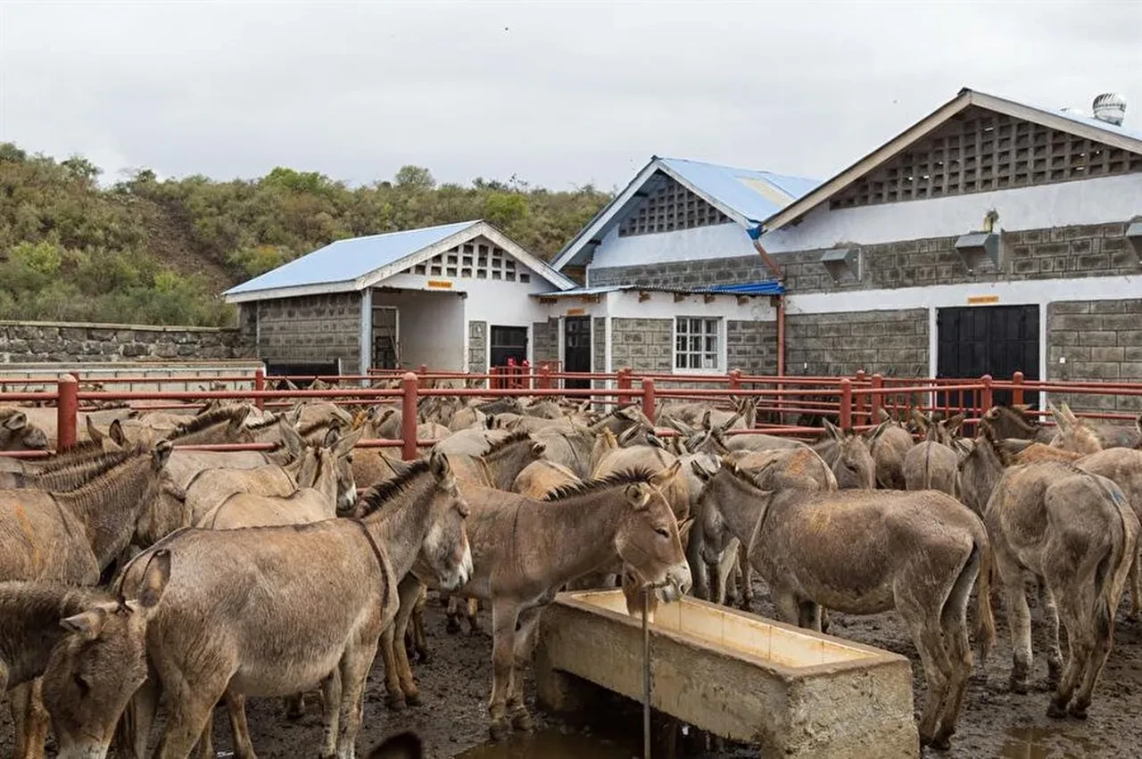 Eşeklere kötü haber, eti çok sevildi! 1,4 milyar nüfuslu ülke ithalata başlıyor
