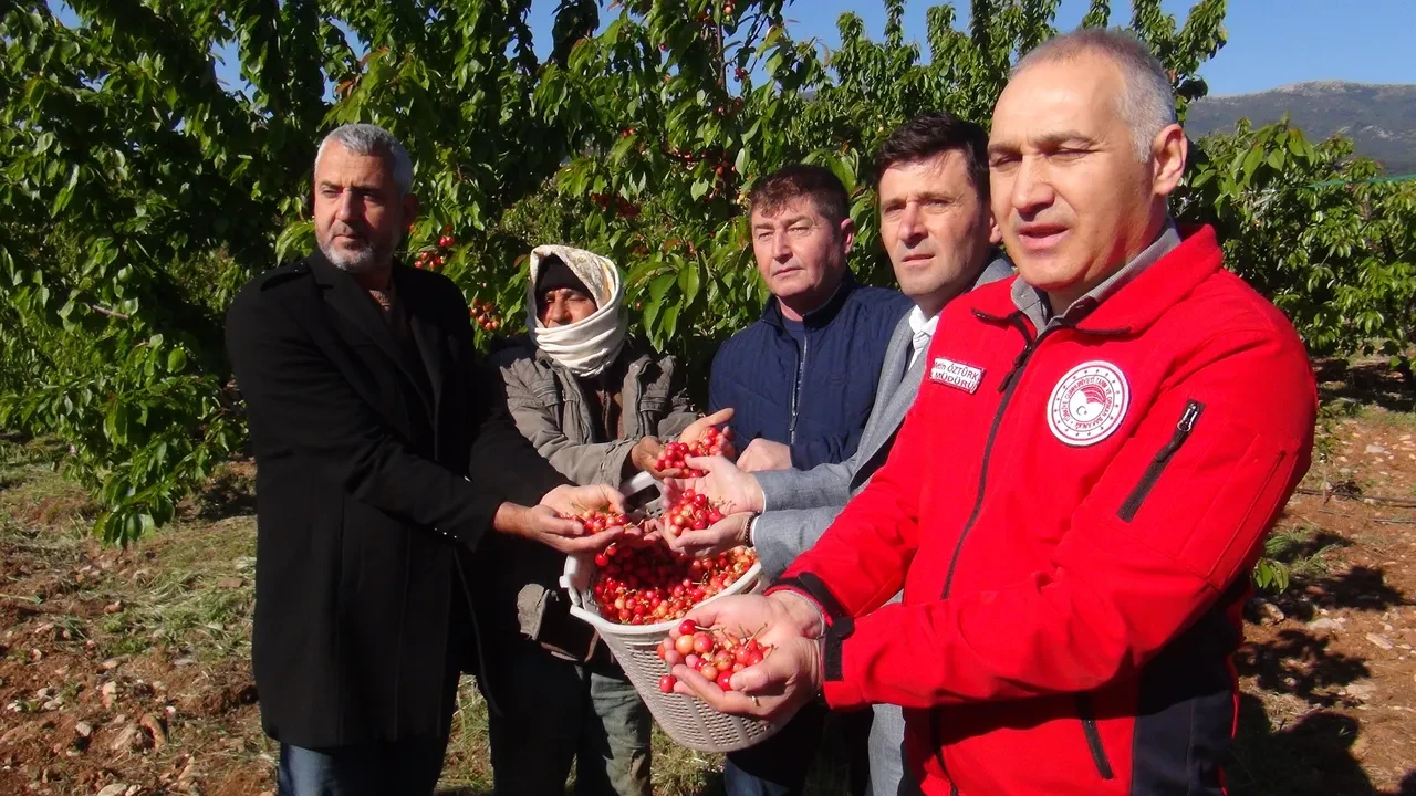 Kilosu 3 bin 500 TL'den satıldı! Birçok ülke Türkiye'nin kapısını çalıyor: İlk kirazda hasat heyecanı