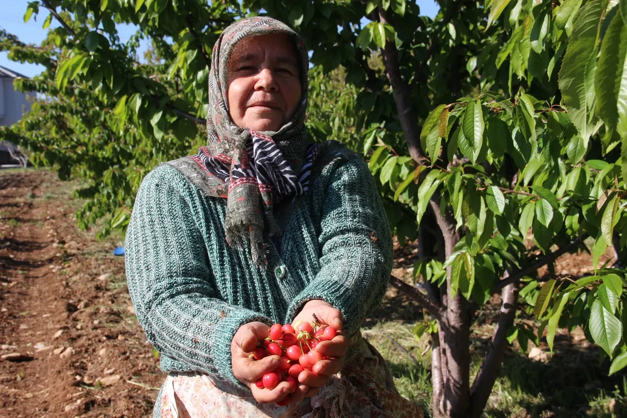 Kilosu 3 bin 500 TL'den satıldı! Birçok ülke Türkiye'nin kapısını çalıyor: İlk kirazda hasat heyecanı