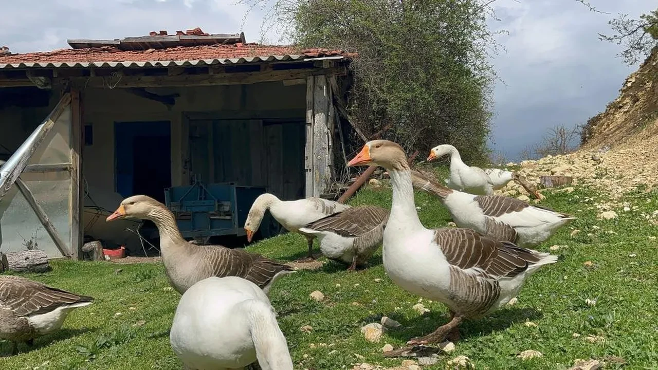 Siparişlere yetişemiyor! Bu hayvanın yumurtasını kargoyla gönderiyor