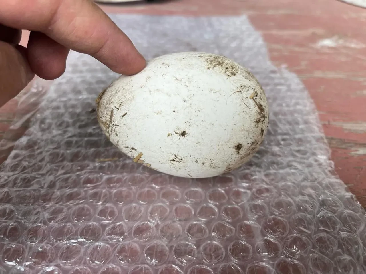 Siparişlere yetişemiyor! Bu hayvanın yumurtasını kargoyla gönderiyor