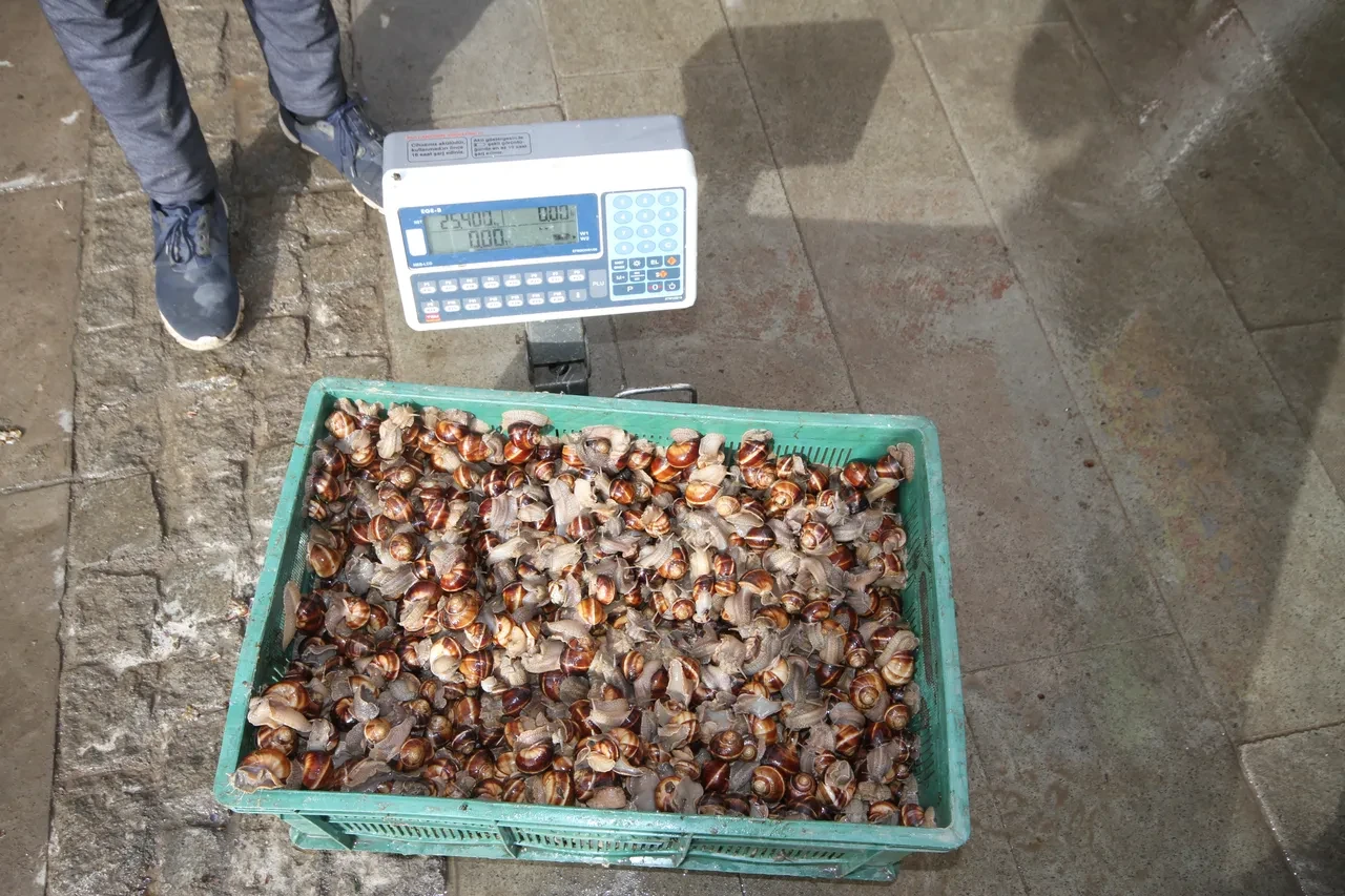 Yağmurla gelen 'sümüklü fırsat' Tanesi 35 liradan okul harçlığından mutfak masrafına kazandırıyor!