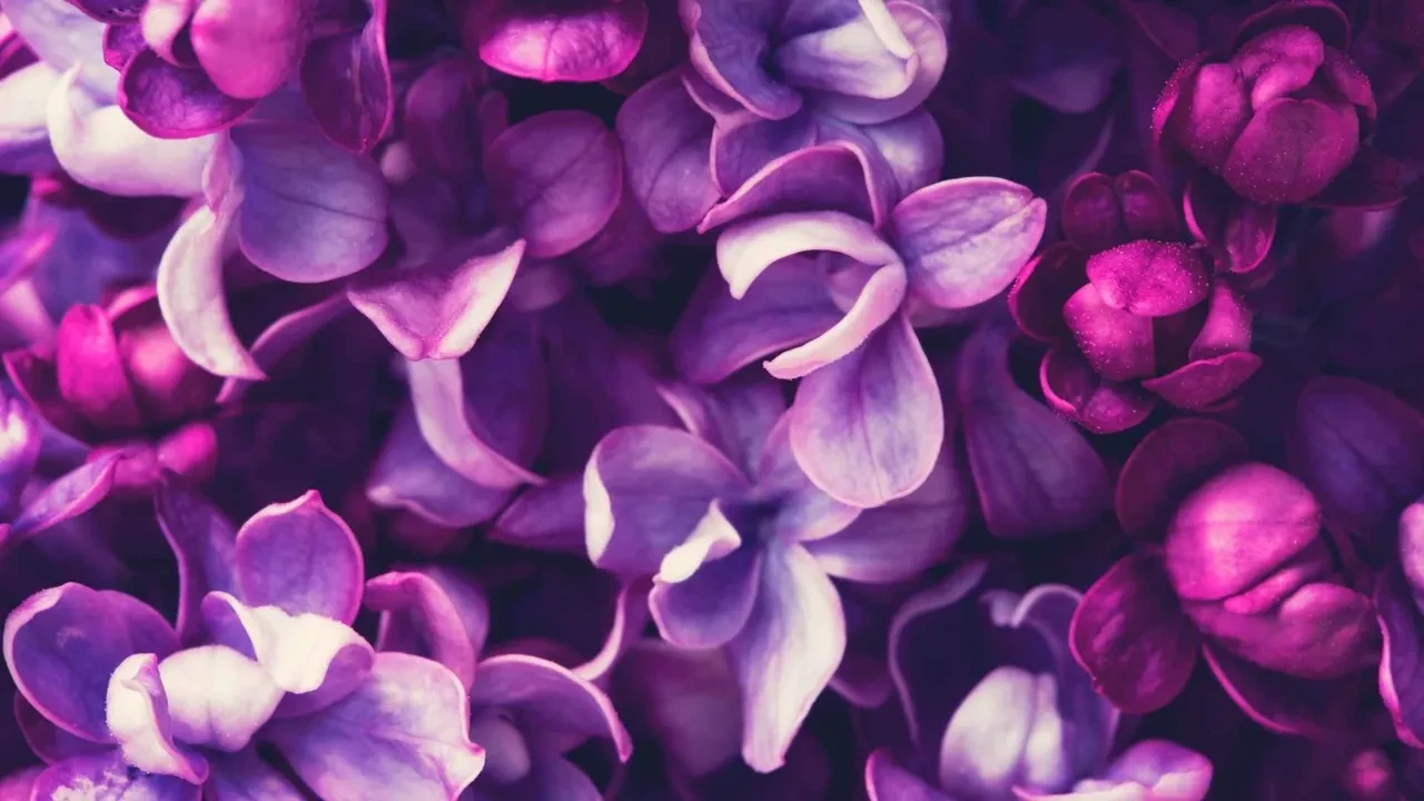 Bu renk aslında yok! Beyniniz sizi kandırıyor