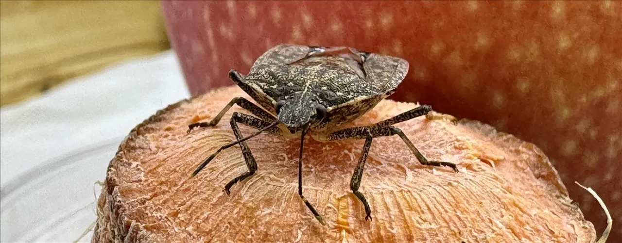 1,5 litrelik pet şişelerde böcek getirene ödül: Atakum'da böcek avı başladı