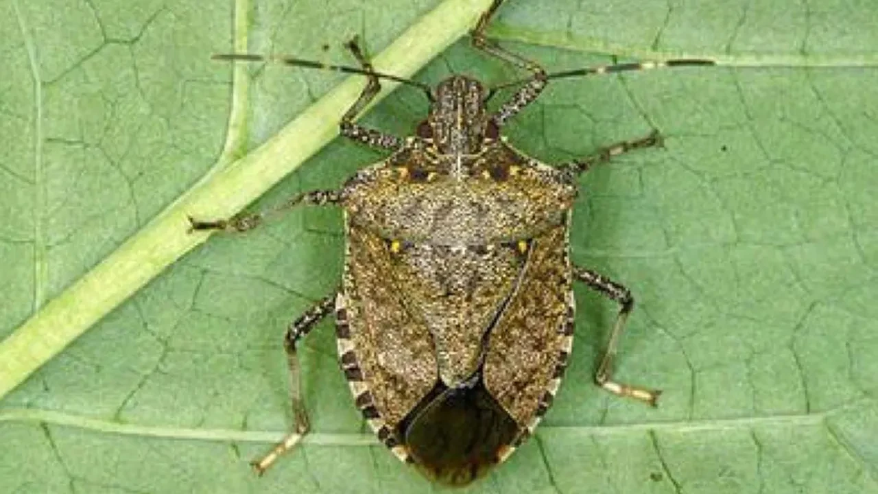 1,5 litrelik pet şişelerde böcek getirene ödül: Atakum'da böcek avı başladı