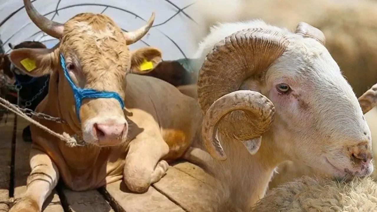 2025 yılı kurbanlık fiyatları için tablo netleşiyor! İşte hayvan pazarlarında son durum